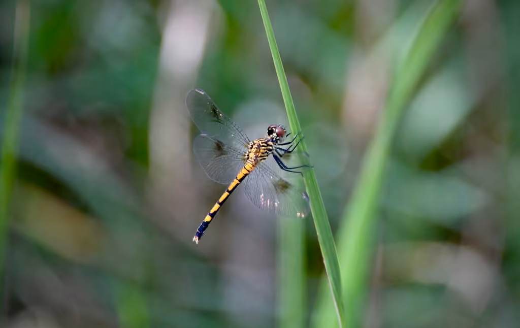 Seaside Dragonlet, Female