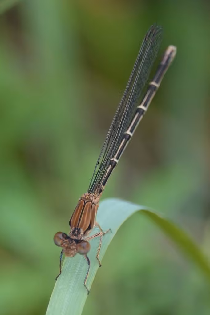Blue-fronted Dancer, Female
