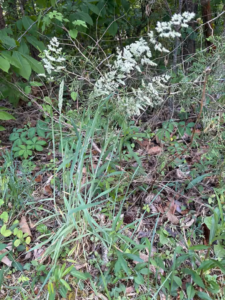 Velvetgrass, In fruit