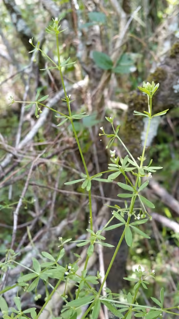Stiff marsh bedstraw, In fruit