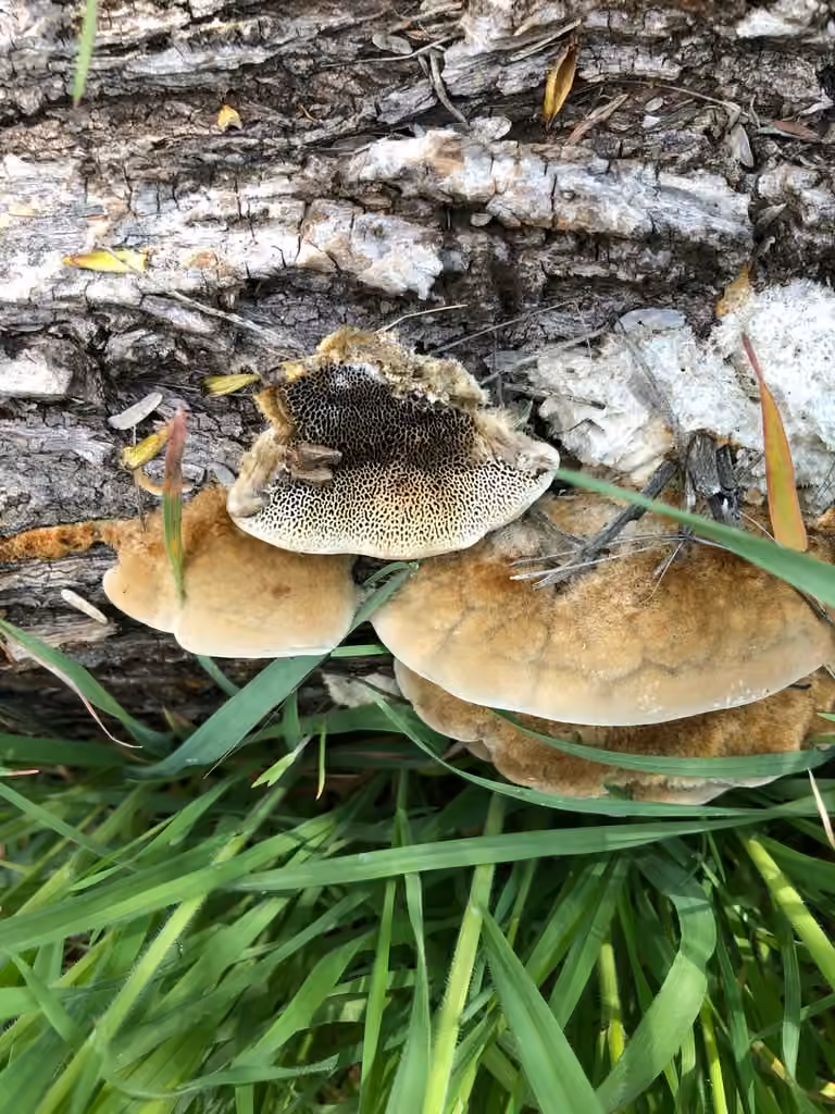 Tramète de Trog