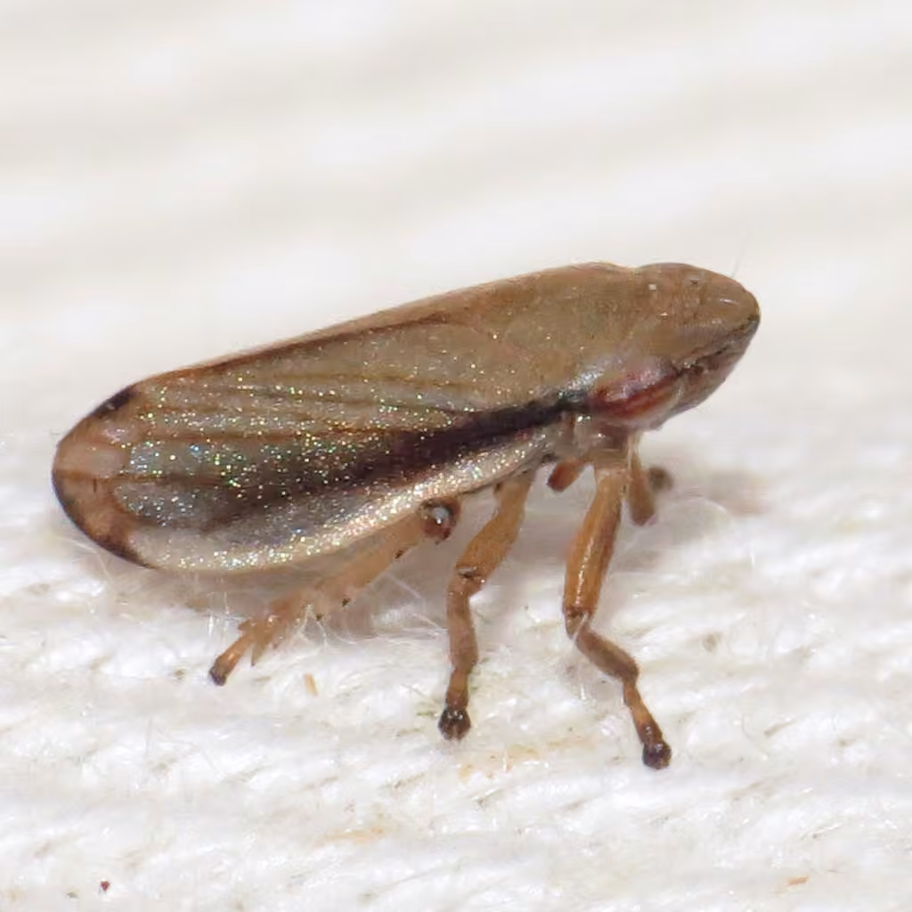 Cercope linéolée