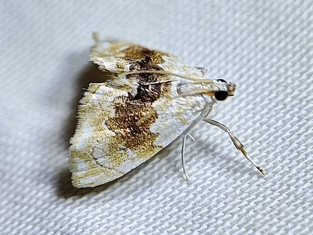 Brown-banded Lipocosma Moth, photo 3 sur 5