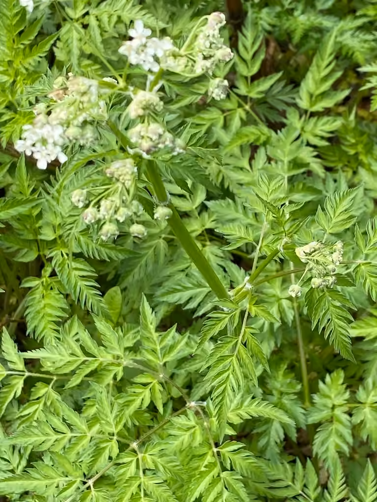 Wild chervil, In flower