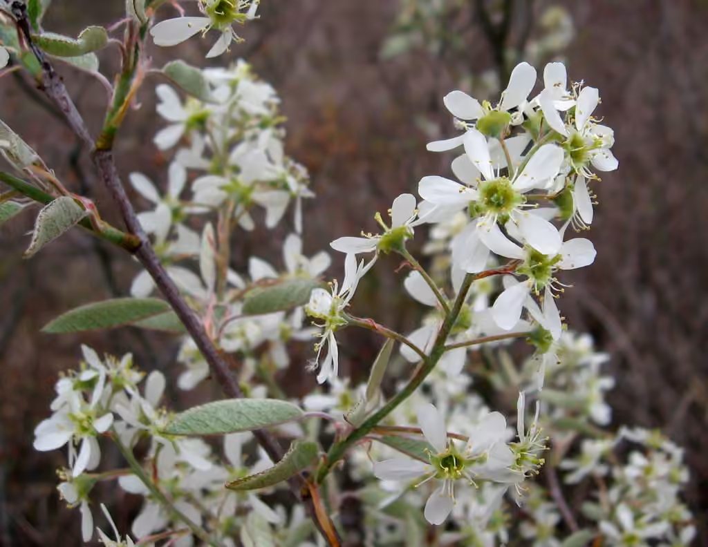 Canadian serviceberry, photo 1 of 5