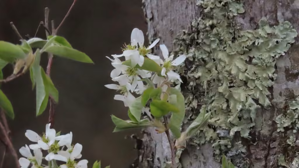 Canadian serviceberry, In flower