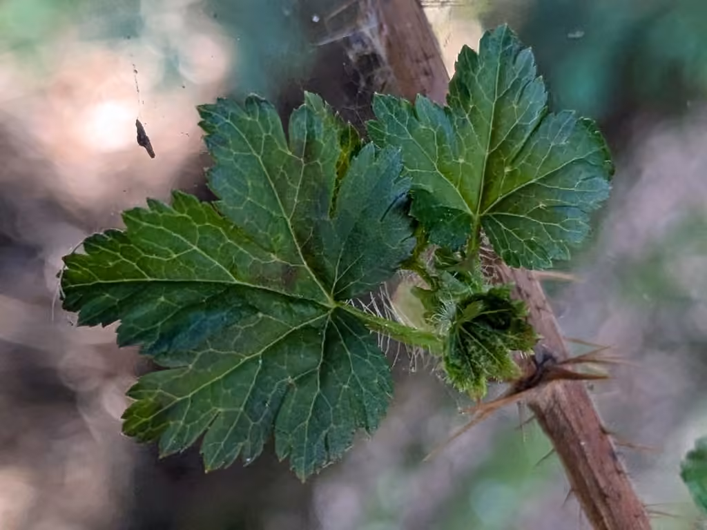 Gadellier lacustre, Sans fleurs ni fruits