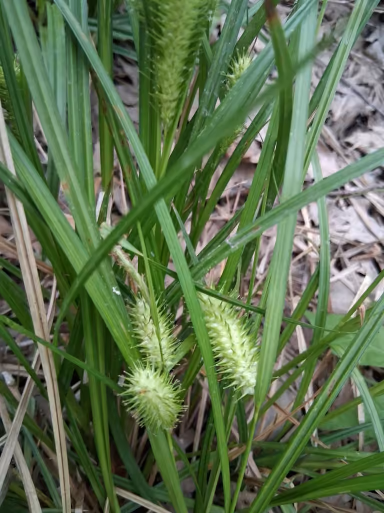 Carex luisant, En fleurs