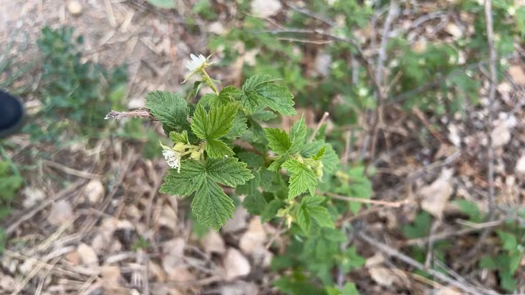 Framboisier rouge, En fleurs