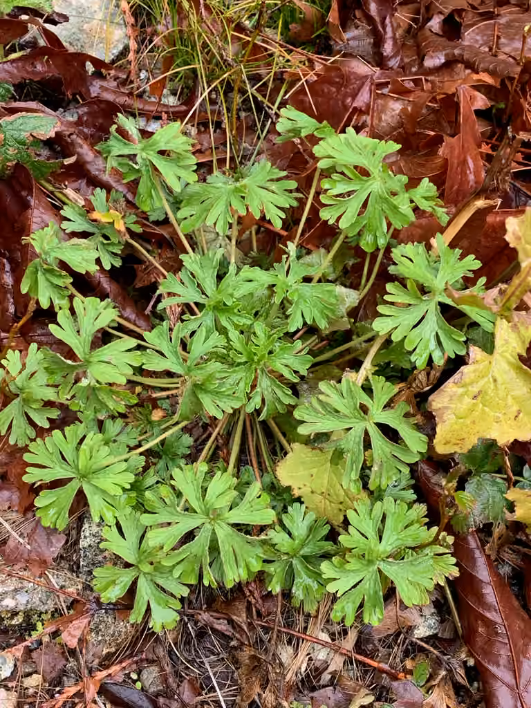 Carolina crane's-bill, photo 1 of 5