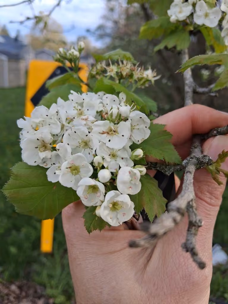 Scarlet hawthorn, In flower