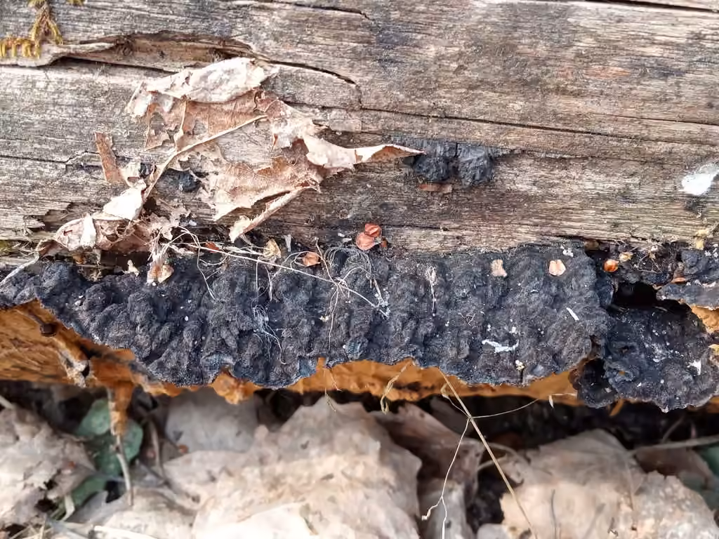 Boreostereum radiatum, photo 3 sur 5
