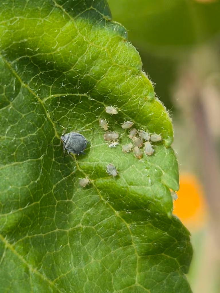 Rosy Apple Aphid, photo 3 of 5