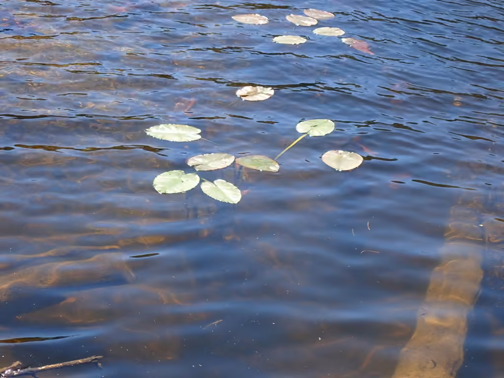 Grand nénuphar jaune, Sans fleurs ni fruits