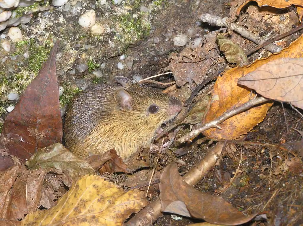Souris sauteuse des champs, photo 1 sur 5