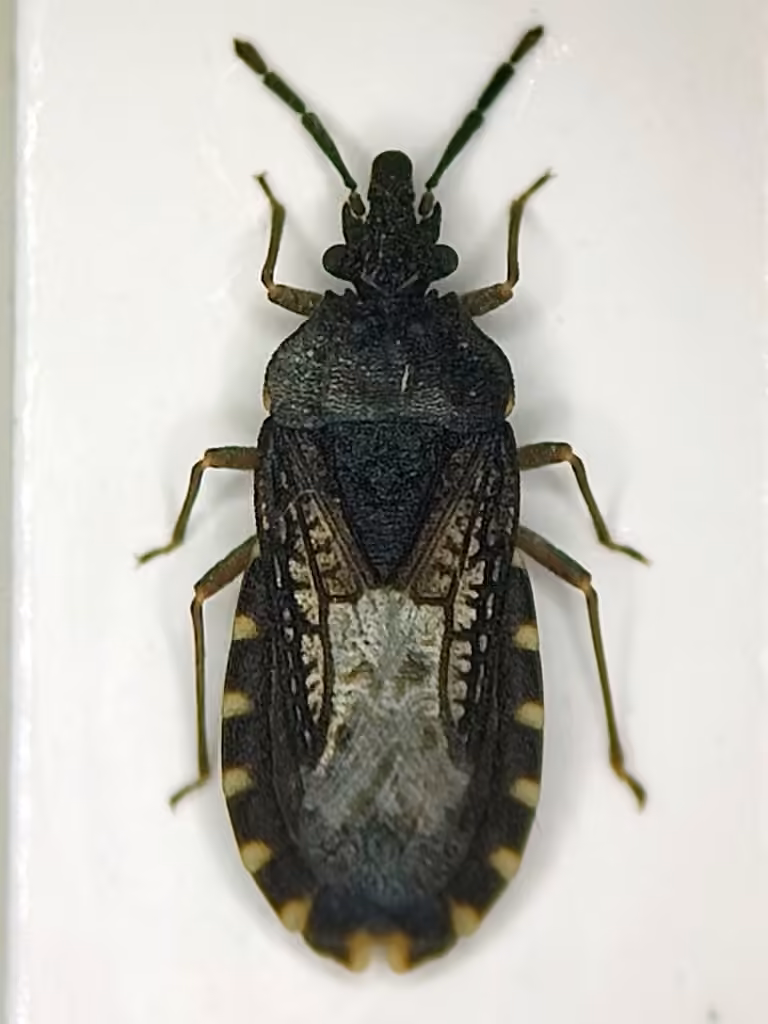 Aradus lugubris, photo 2 sur 5