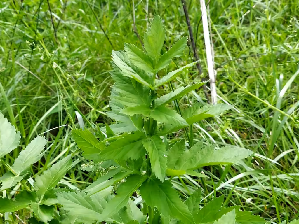 Panais sauvage, Sans fleurs ni fruits