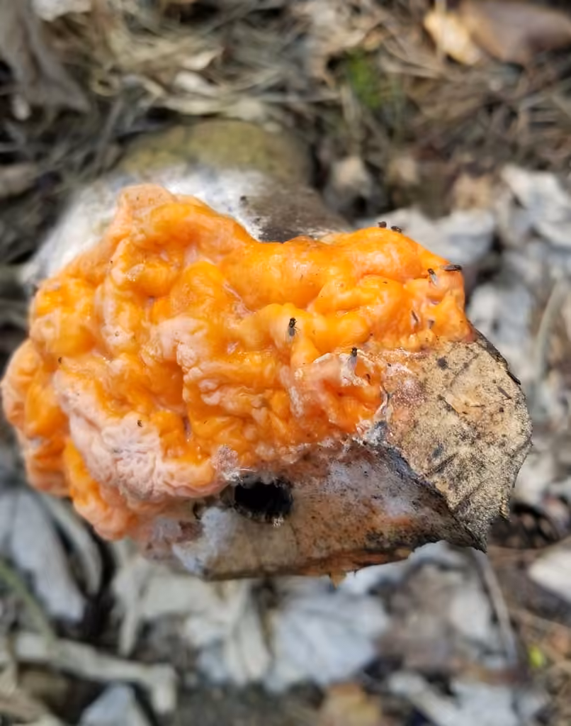 Deer vomit, photo 3 sur 5