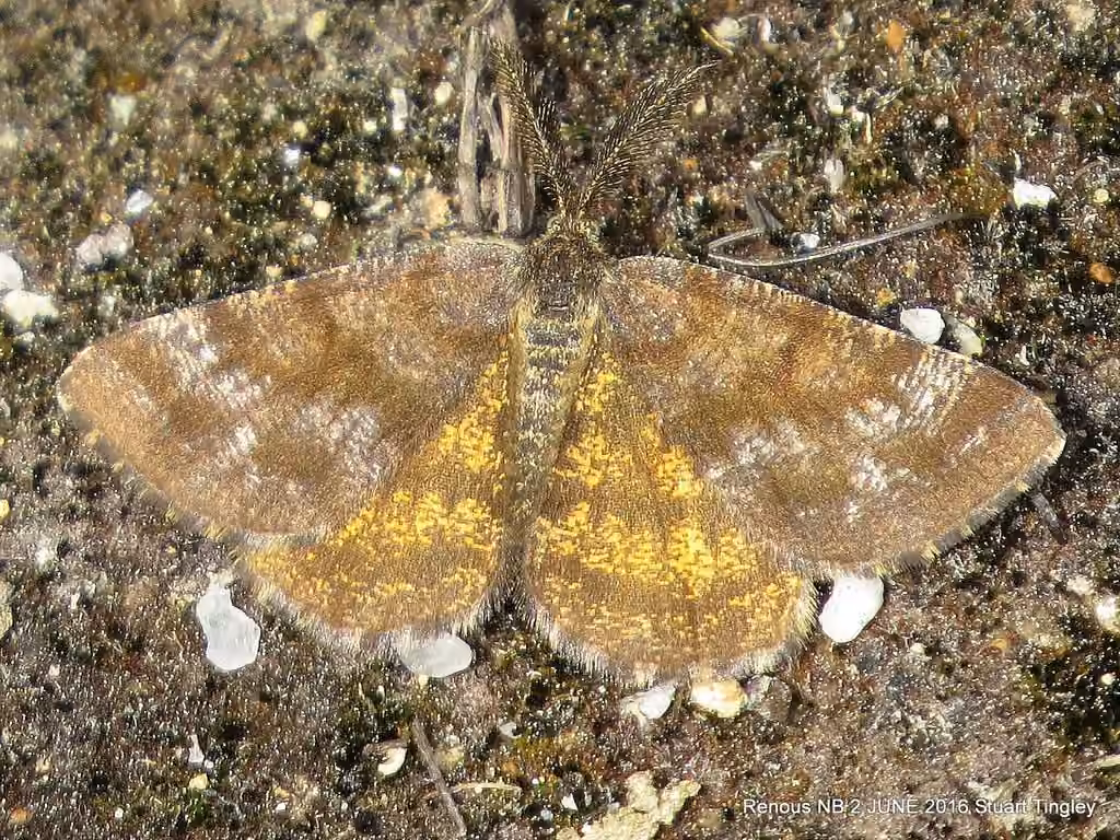 Cranberry Spanworm Moth, Adulte