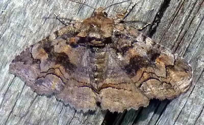 Pine False Looper Moth, Adult