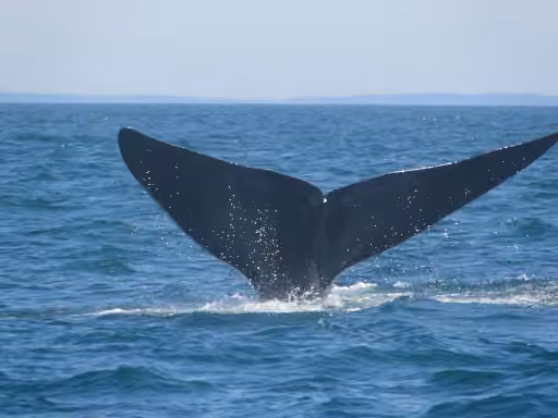 North Atlantic Right Whale, photo 3 of 5