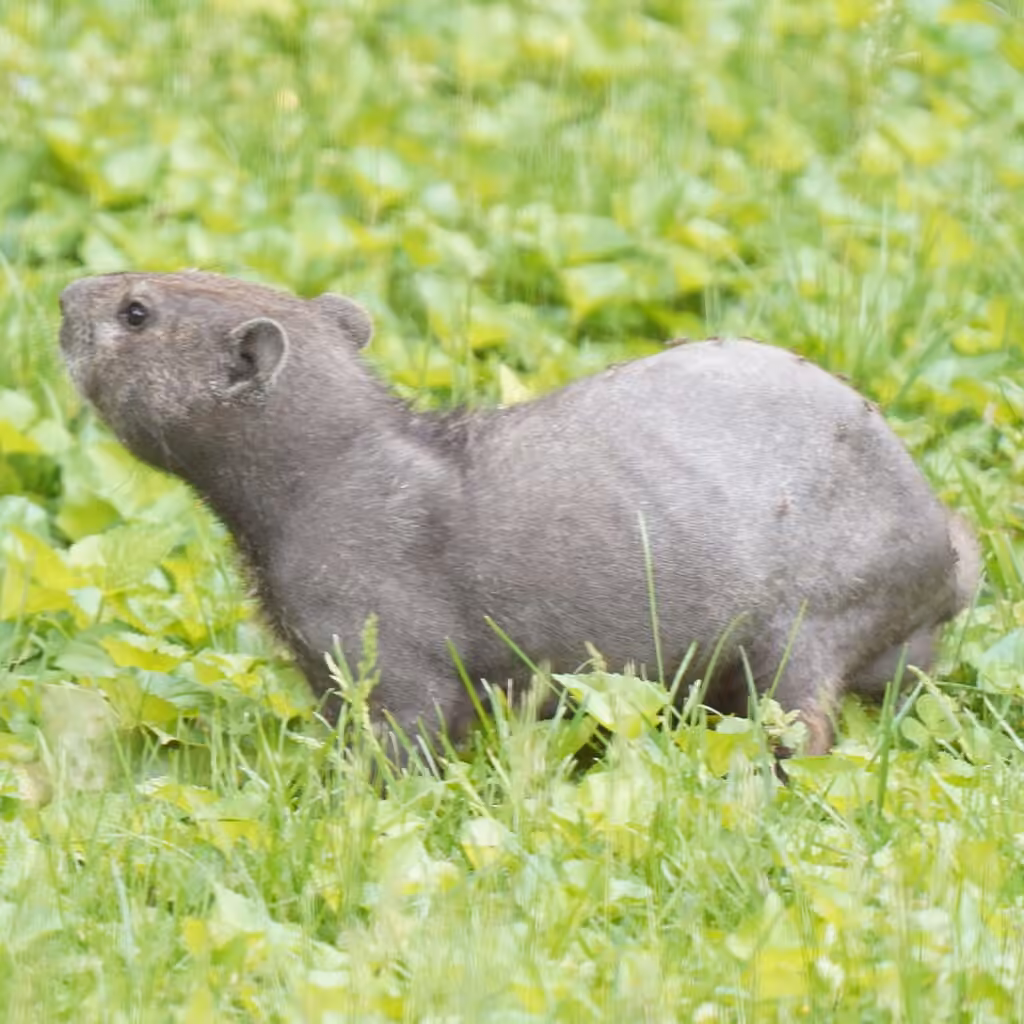 Marmotte commune, Juvénile