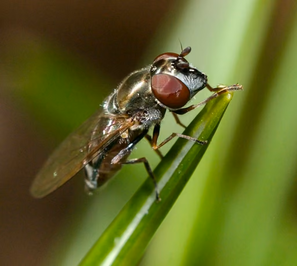 Syrphe enténébré, Femelle