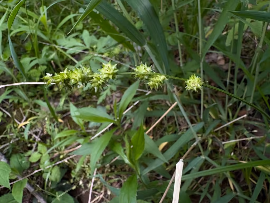Carex faux-rubanier, En fruits