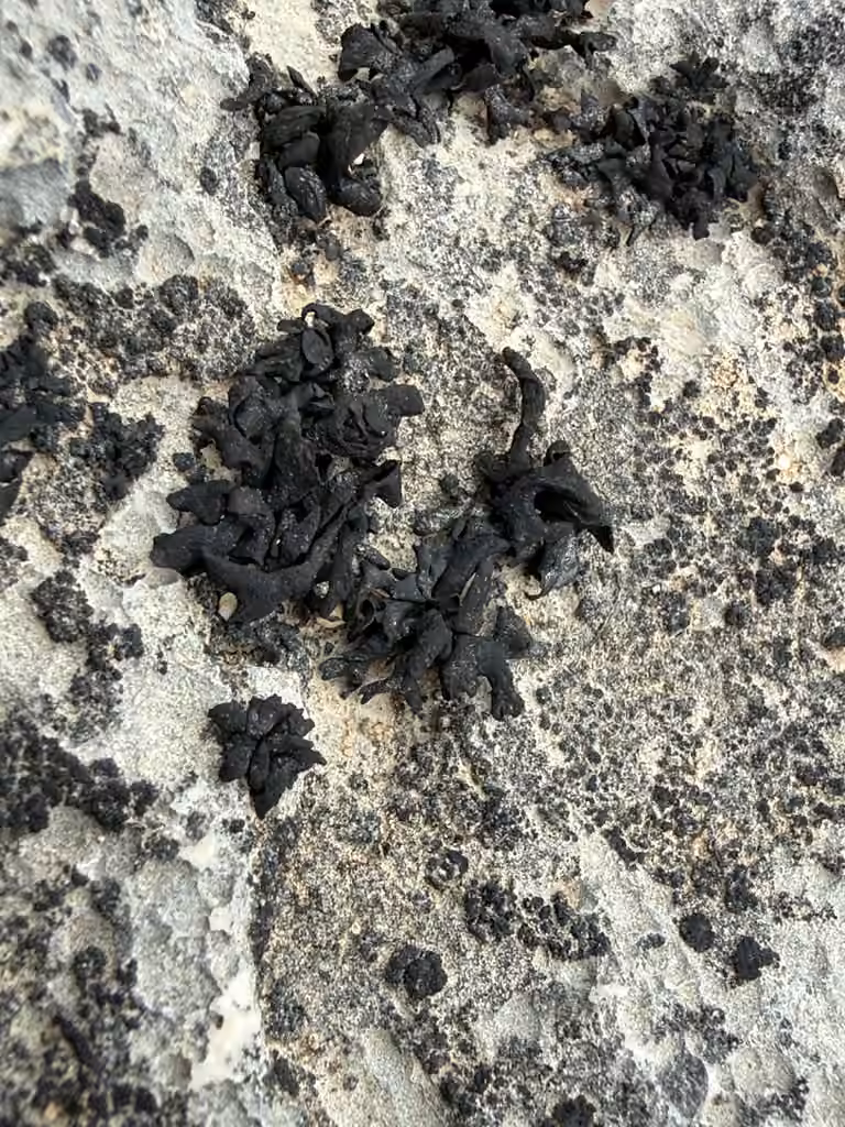 Thyrée confuse, photo 2 sur 5