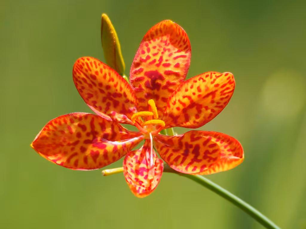 Blackberry lily, photo 1 of 5