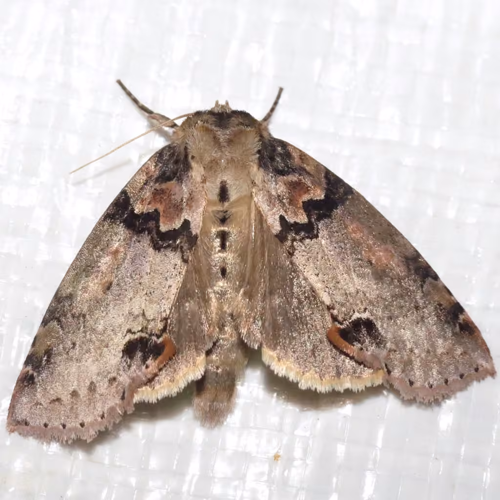Tufted Thyatirine Moth, photo 3 sur 5