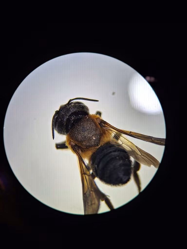 Sculptured Resin Bee, Female