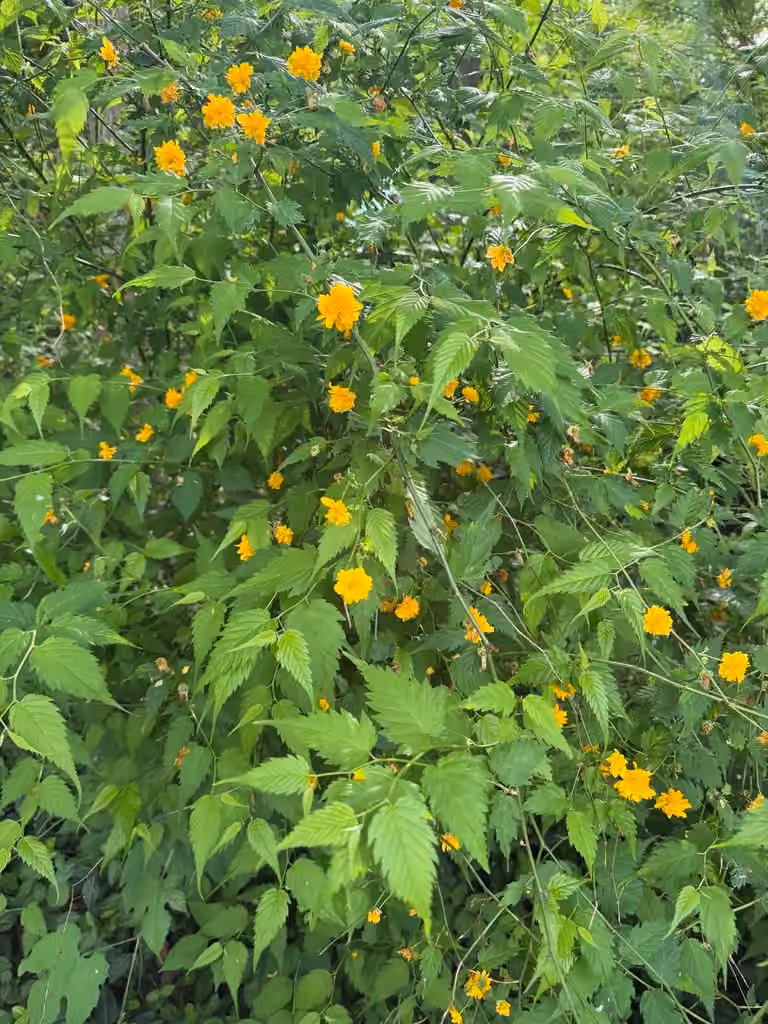 Corète du Japon, En fleurs