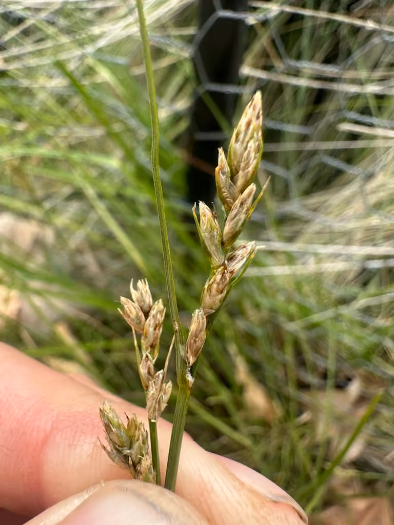 Clustered field sedge, In fruit