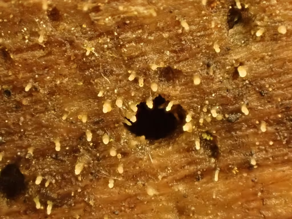 Cornucopiella fusispora, photo 3 sur 5
