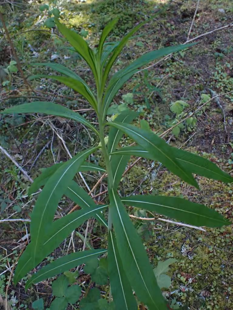 Épilobe à feuilles étroites, Sans fleurs ni fruits