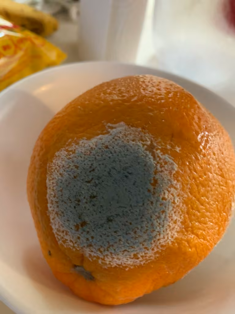 Citrus blue mold, photo 3 of 5