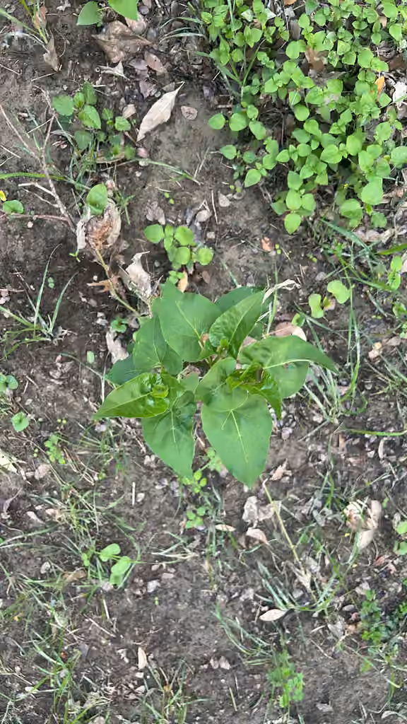 Marvel-of-Peru, No flowers or fruits