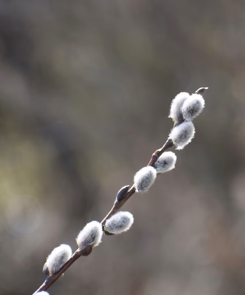 Pussy willow, photo 1 of 5