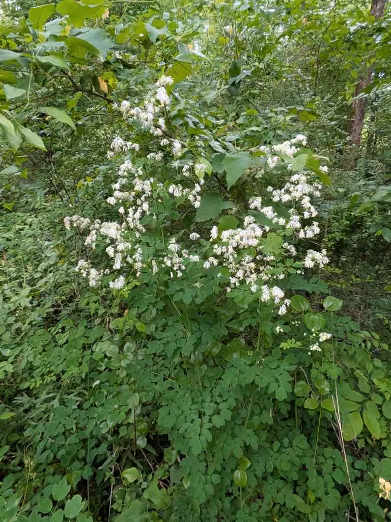 Waxyleaf meadow-rue, In flower