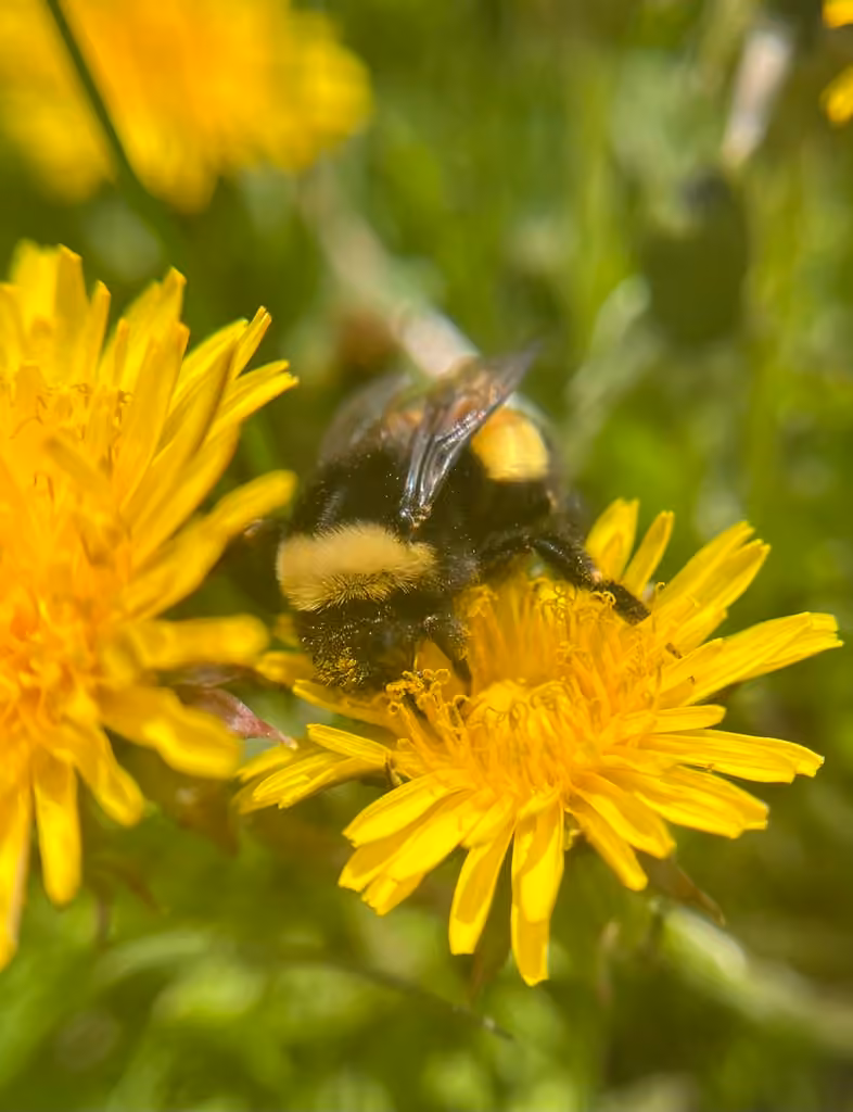 Yellow-banded Bumble Bee, Female