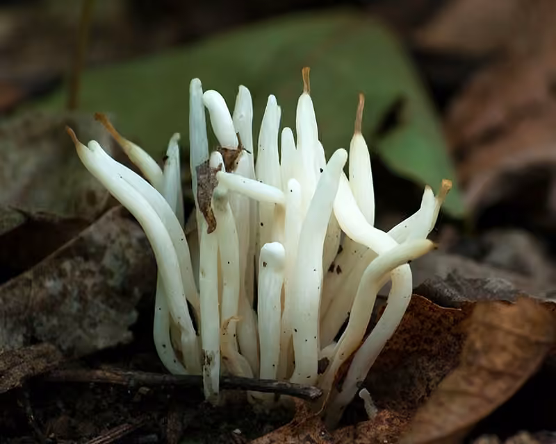 Clavaire vermicelle