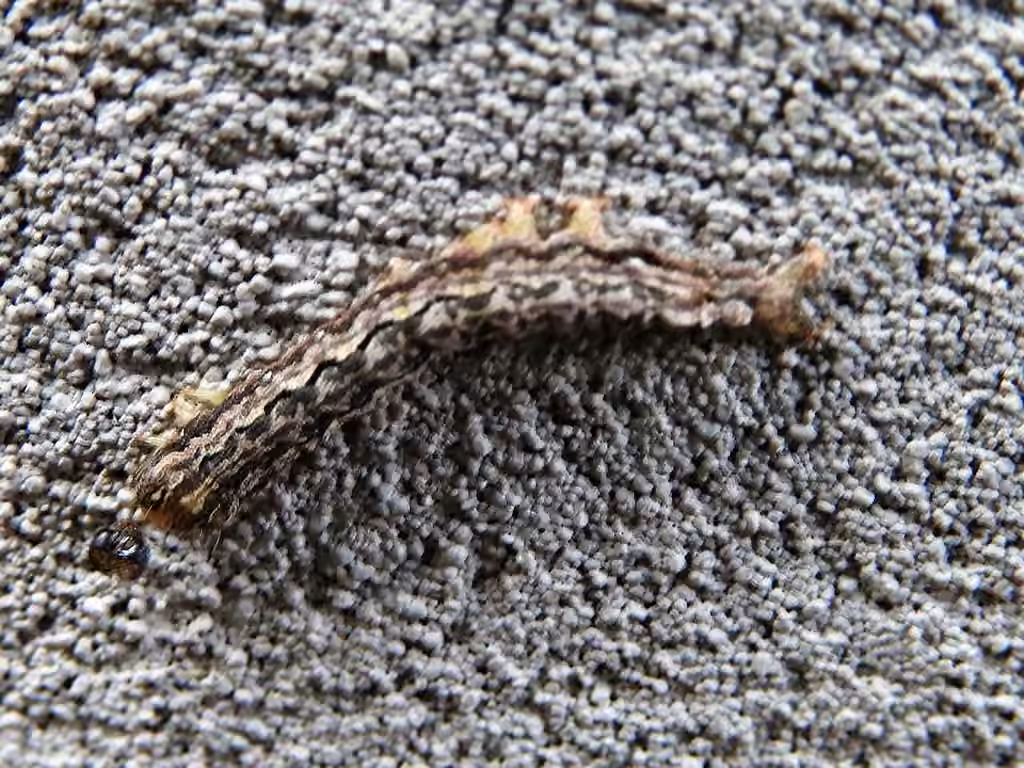 Common Oak Moth, Chenille