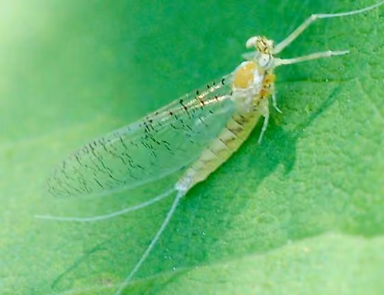 Minerva's flat-headed mayfly, photo 2 of 5