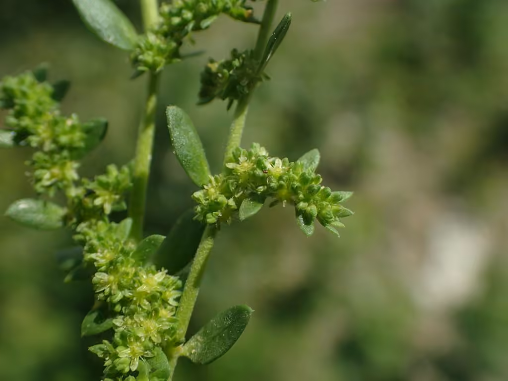 Smooth rupturewort, In flower