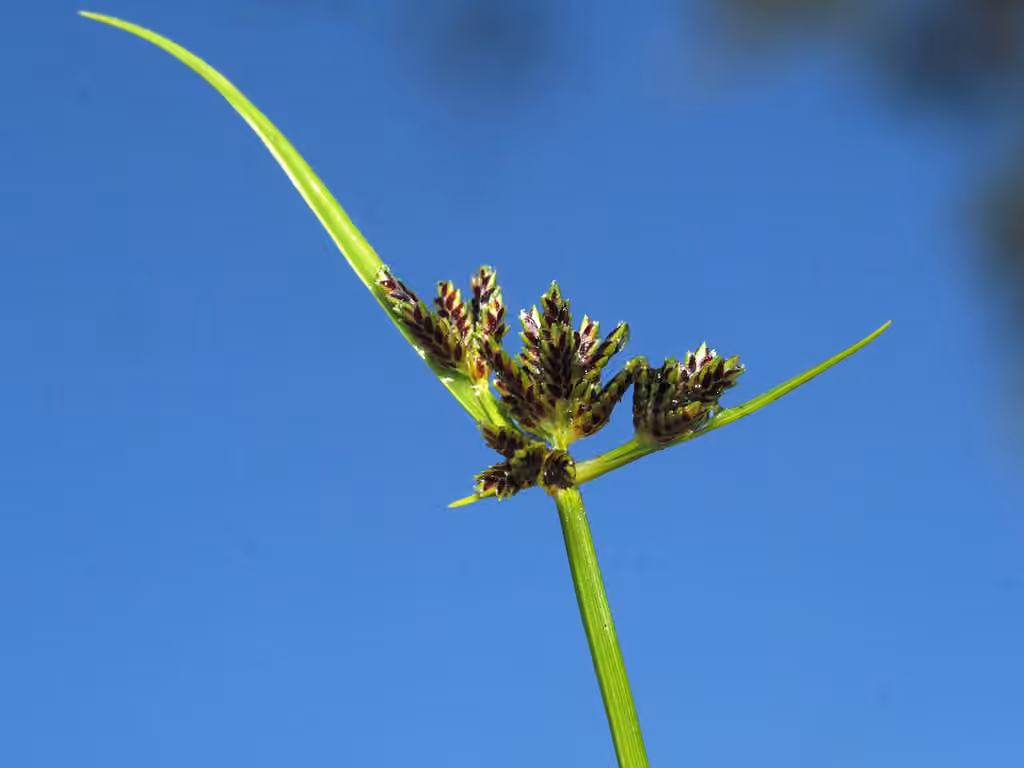 Brown flatsedge, photo 1 of 5