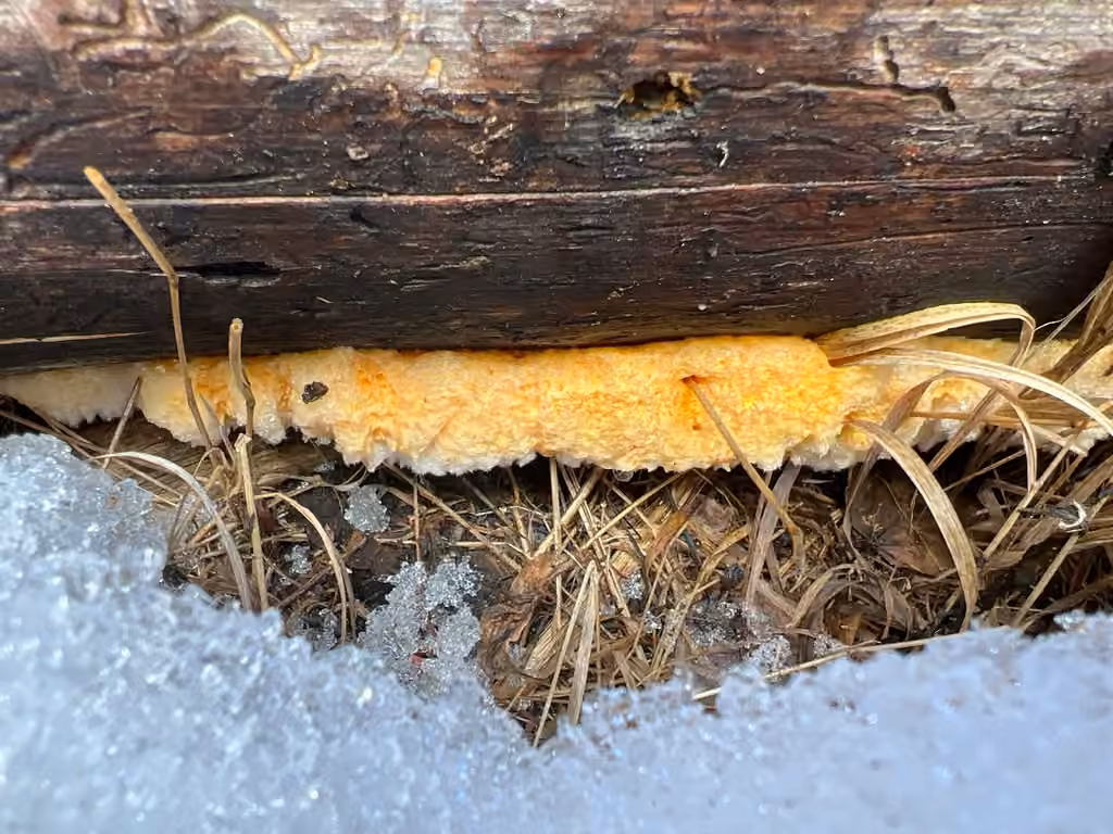 Pycnoporellus spp., photo 3 sur 5