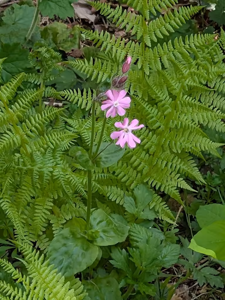 Silène dioïque, En fleurs