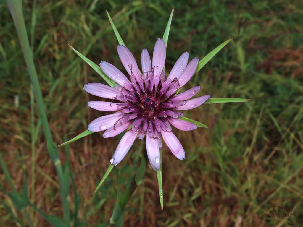 Salsify, photo 1 of 5