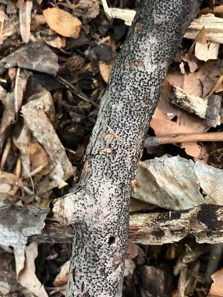Beech Barkspot, photo 2 of 5